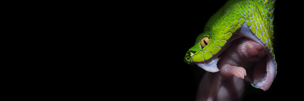 Snake-1